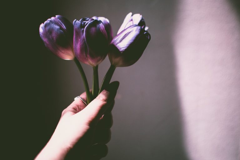 Canva - Person Holding Purple Petaled Flowers