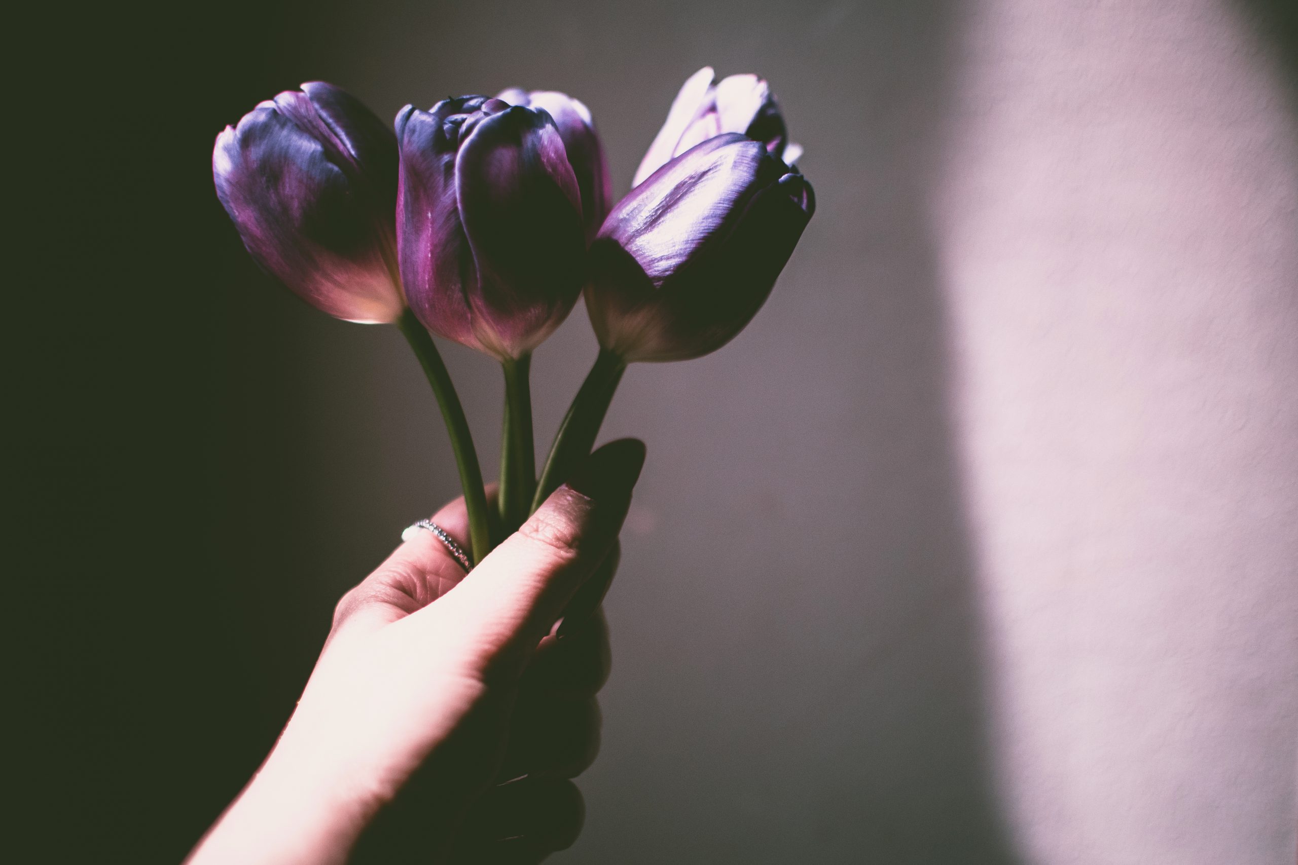 Canva - Person Holding Purple Petaled Flowers