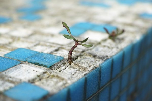 Canva - Plant Growing from Cracks