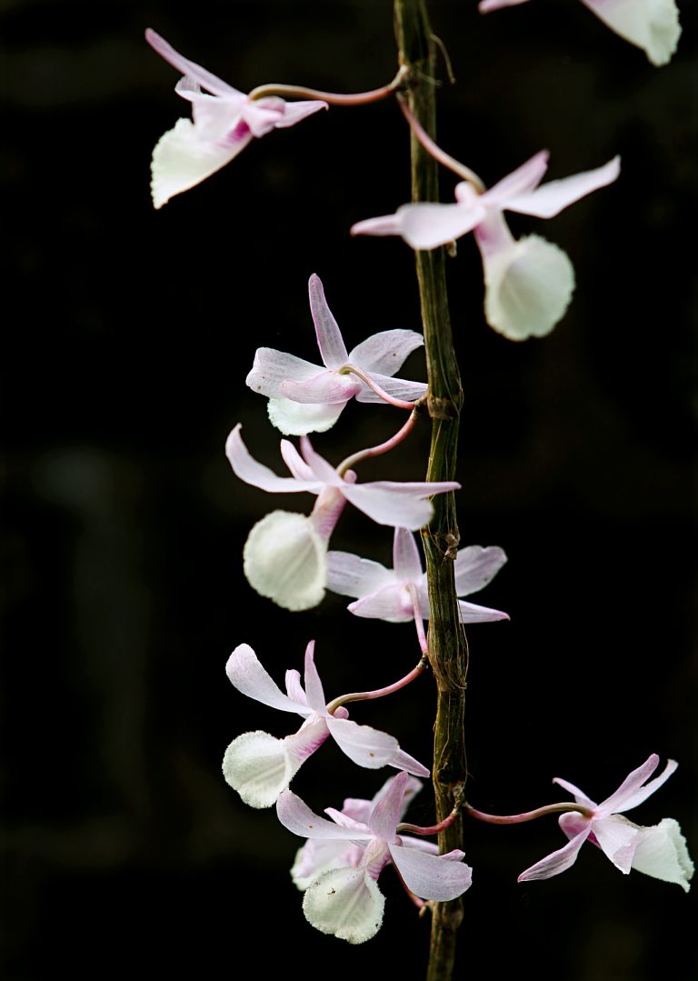 Canva - Photo of White Flowers