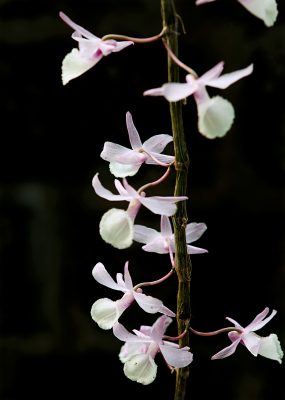 Canva - Photo of White Flowers