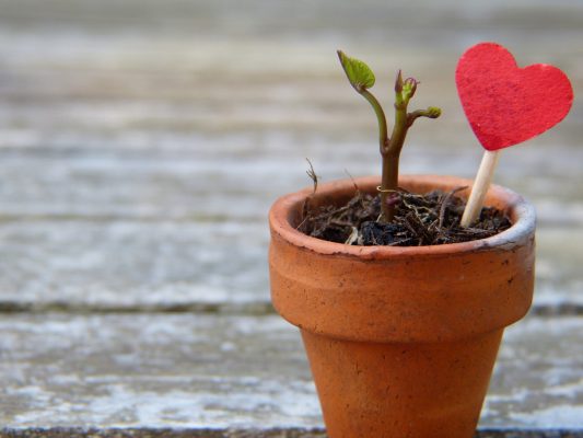 Canva - Flower Pot with Toy Heart
