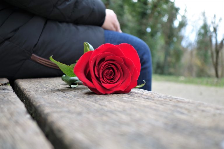 Canva - Red Roe On A Bench